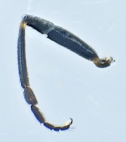 Lotophila atra